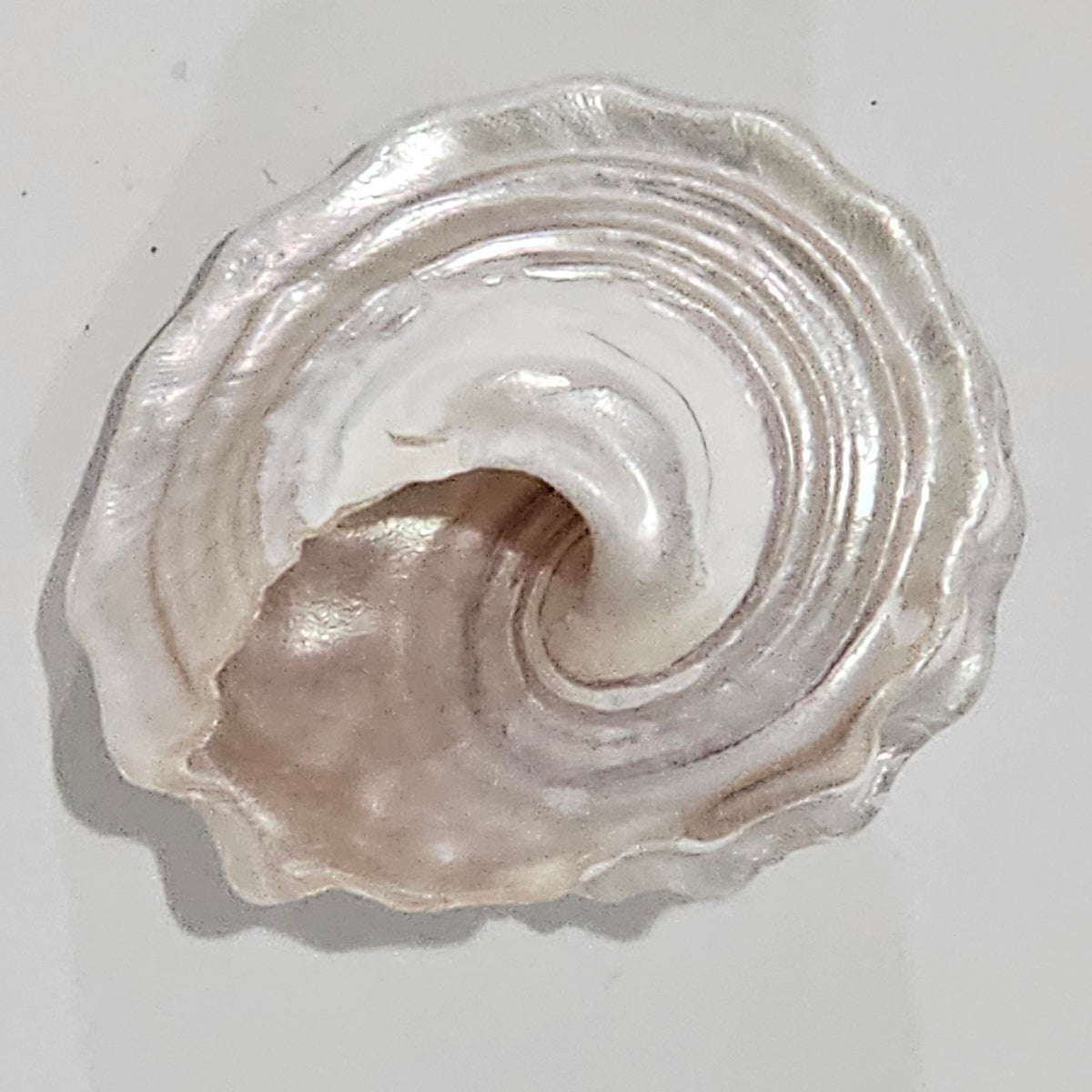 Astraea_Pearlised_Creamy_Vanilla Sea Shell