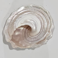 Astraea_Pearlised_Creamy_Vanilla Sea Shell