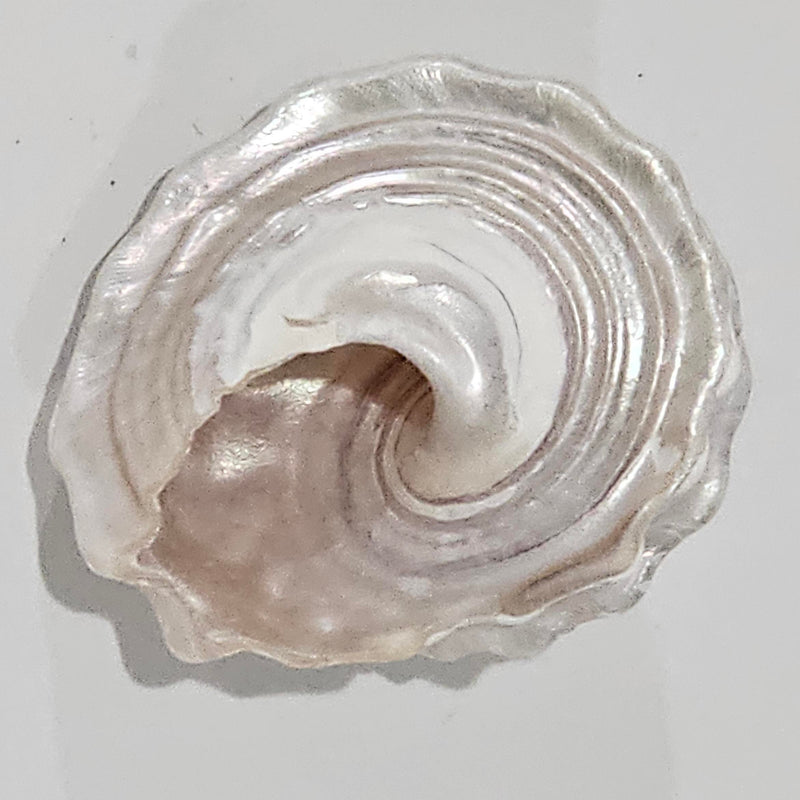 Astraea_Pearlised_Creamy_Vanilla Sea Shell