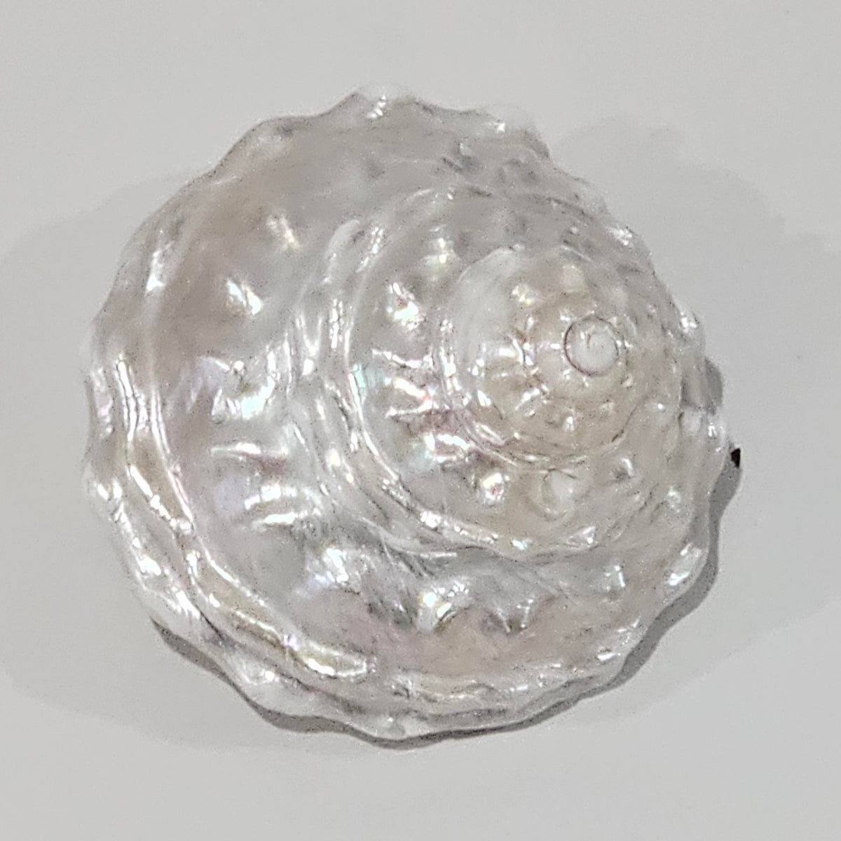 Astraea_Pearlised_Creamy_Vanilla Sea Shell