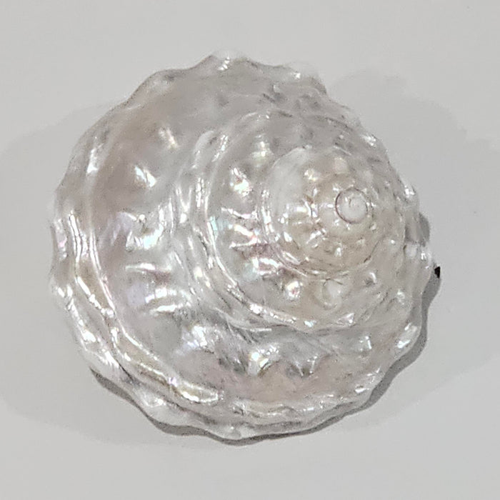 Astraea_Pearlised_Creamy_Vanilla Sea Shell