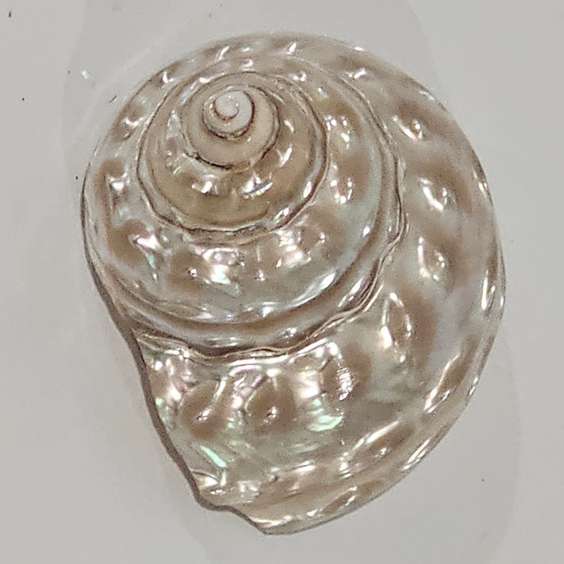 Astraea Undosa Pearlised Sea Shell | Champagne