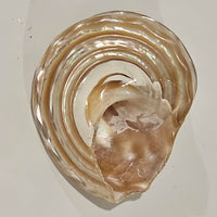 Astraea Undosa Pearlised Sea Shell | Champagne