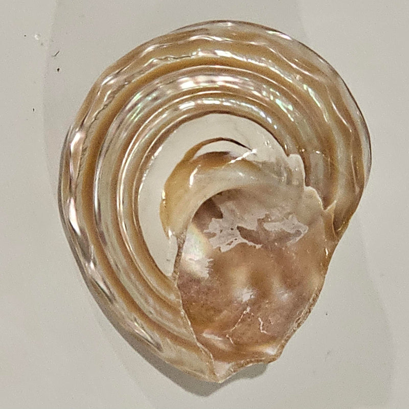 Astraea Undosa Pearlised Sea Shell | Champagne