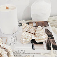 dECORATIVE nATURAL sEA shELL