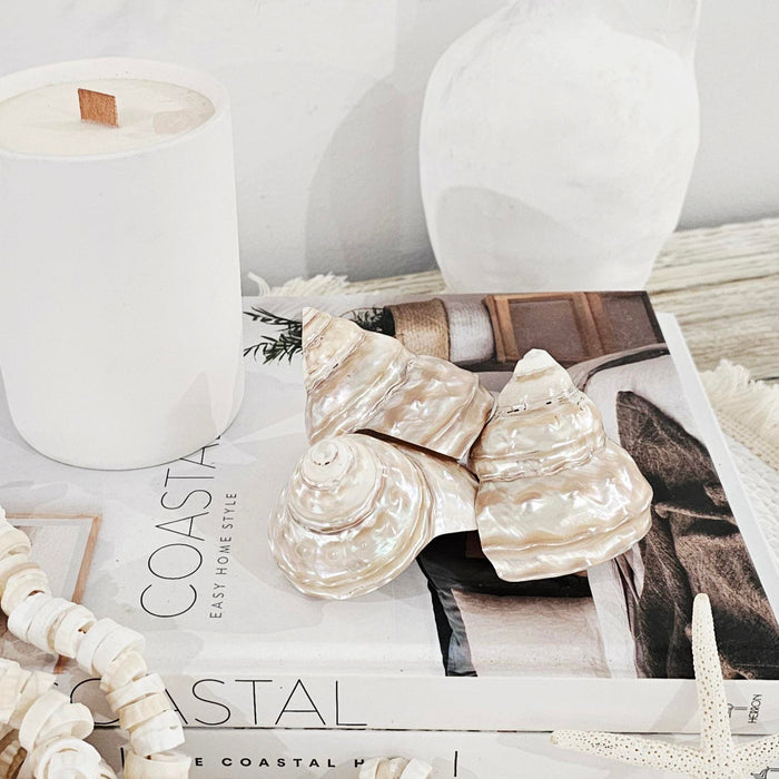 dECORATIVE nATURAL sEA shELL