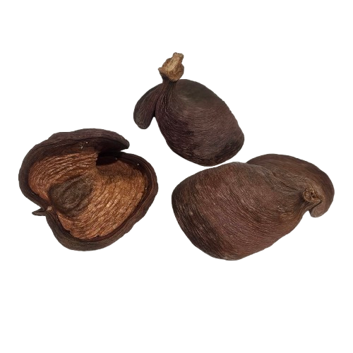 Natural Badam Pod | Natural Pods for Coastal & Rustic Styling