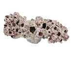 Barnacle Cluster