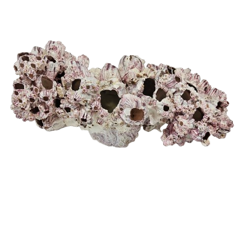 Barnacle Cluster