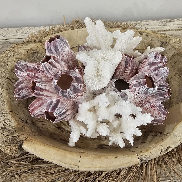 Barnacle and Coral Cluster