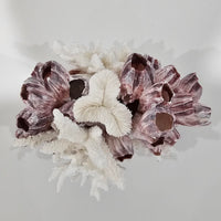 Barnacle and Shell Cluster
