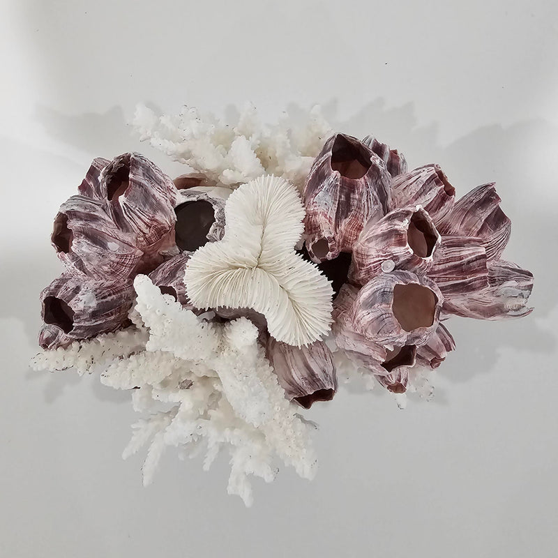 Barnacle and Shell Cluster
