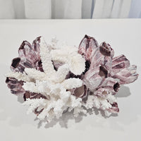 Barnacle and Shell Cluster