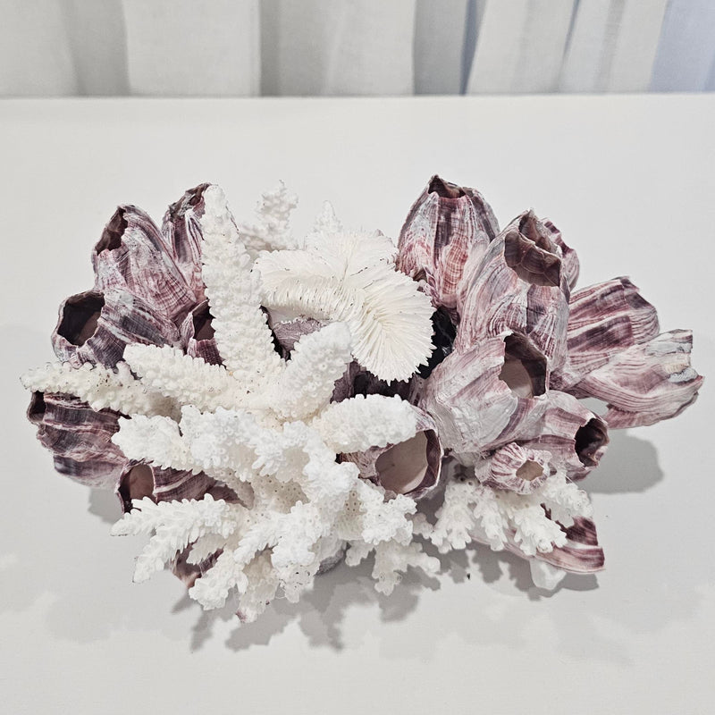 Barnacle and Shell Cluster