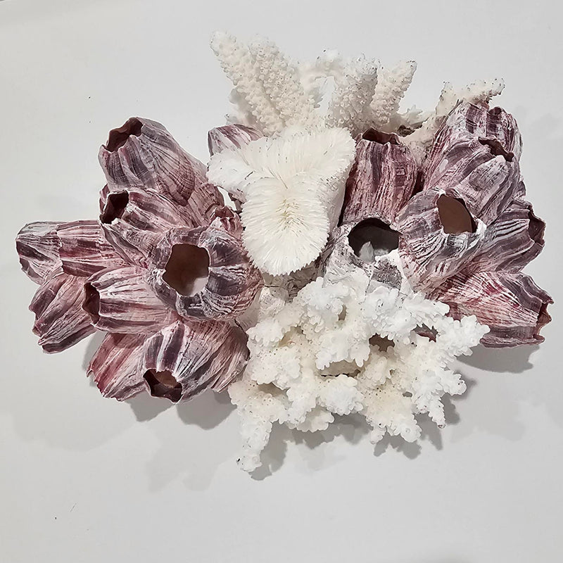Barnacle and Coral Cluster