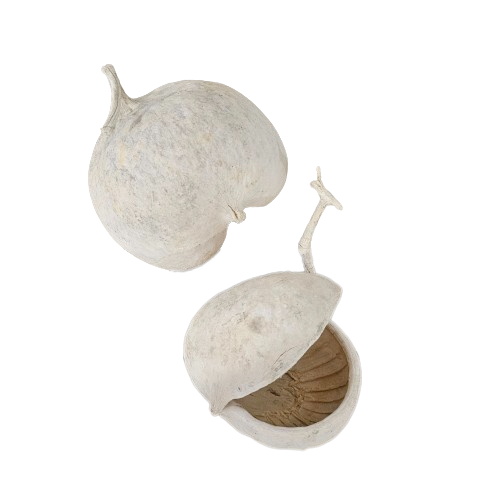 Dried Buddha Pod Bleached | Back Soon