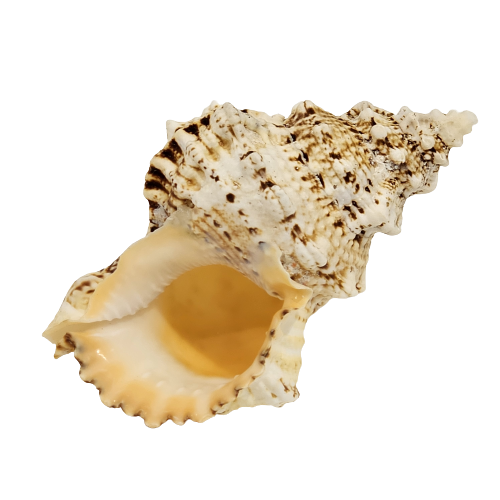 Bursa Bobo Natural Sea Shell