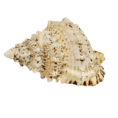 Bursa Bobo Natural Sea Shell