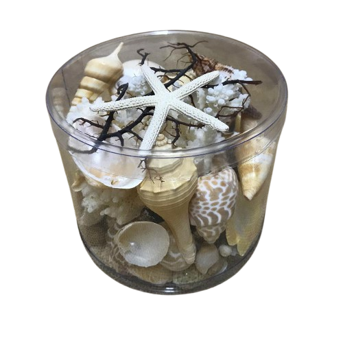 Premium Coral and Shell Pack | Neutral Tones