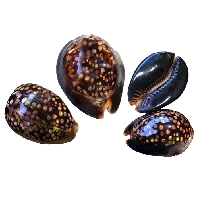 Chocolate brown cowry natural sea shell