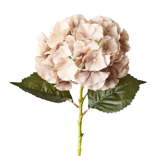 Hydrangea Stem | Coffee