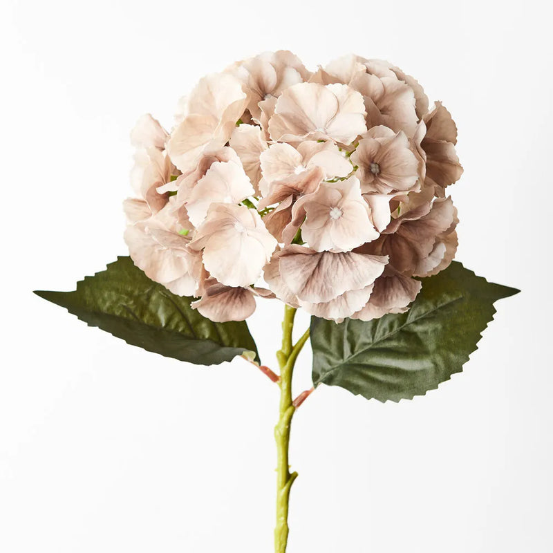 Hydrangea Stem | Coffee