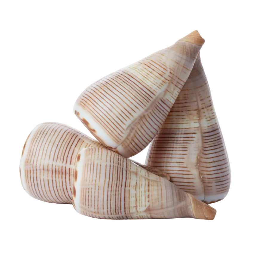 Conus Figulinus Natural Sea Shell