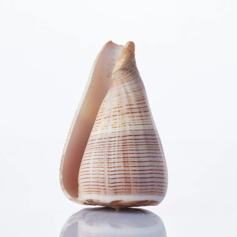 Conus Figulinus Natural Sea Shell