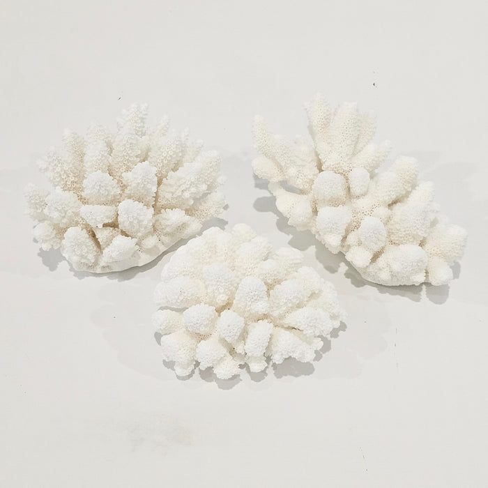 Great Barrier Reef Finger Coral Sustainably harvested