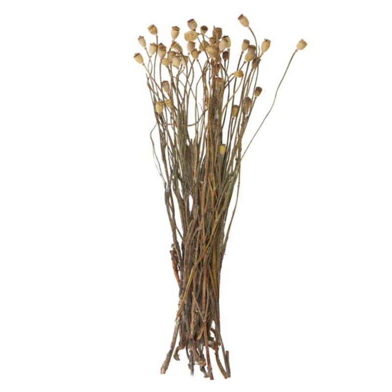 Dried Corn Poppy Pod Stems