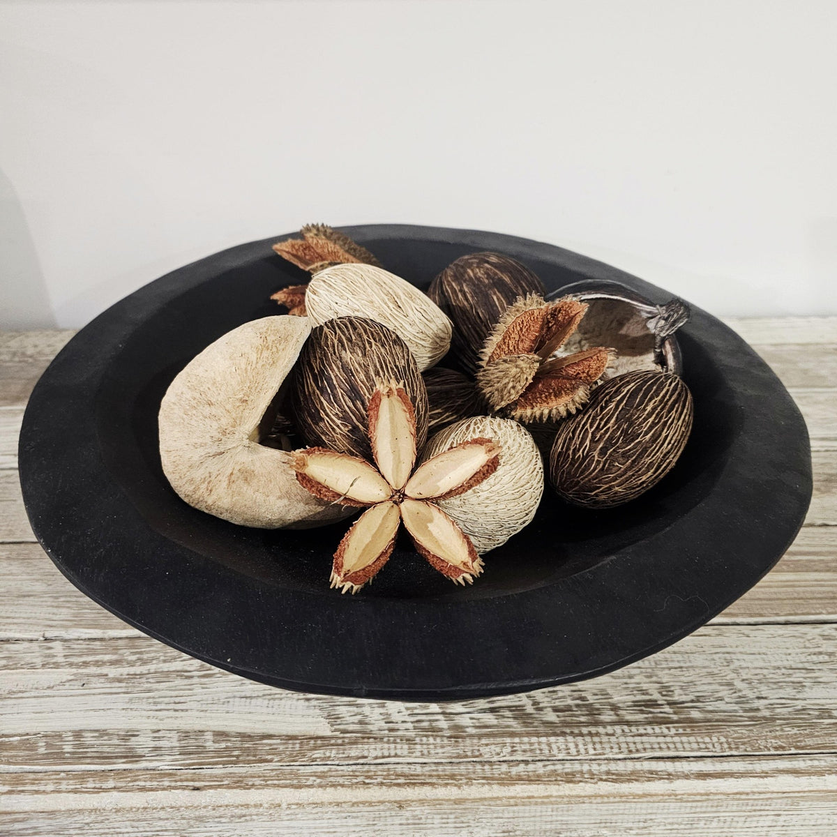 Crow Ash Star Pod | Preserved Natural Pods for Coastal & Rustic Styling