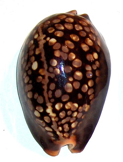 Chocolate Cowry Shell | Cypraea Mauritiana