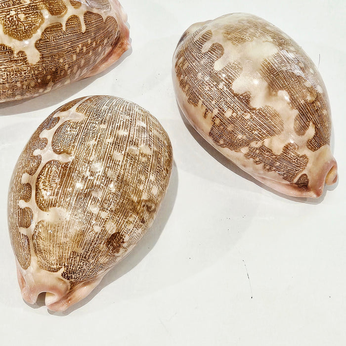 Cyprea Mappa Natural Sea Shell