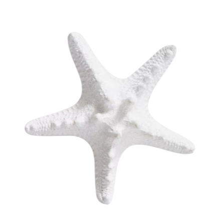 Thorny white star fish sculpture
