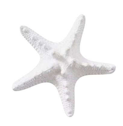 Thorny Star Fish | White