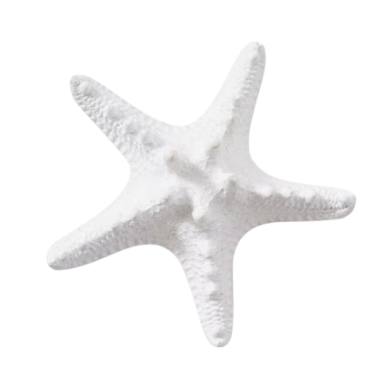 Knobbly Star Fish | White