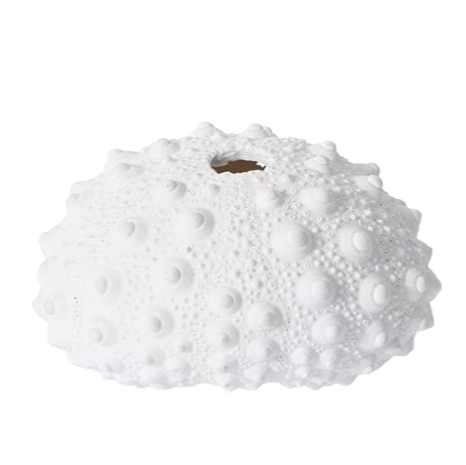 Knobbly Sea Urchin | White