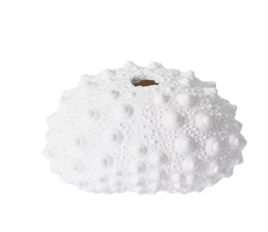 Knobbly Sea Urchin | White