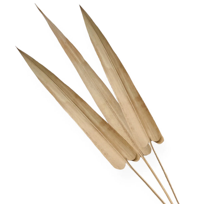 Preserved Palm Arrow