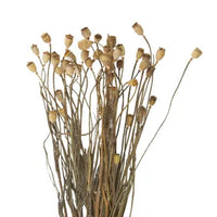 Dried Corn Poppy Pod Stems