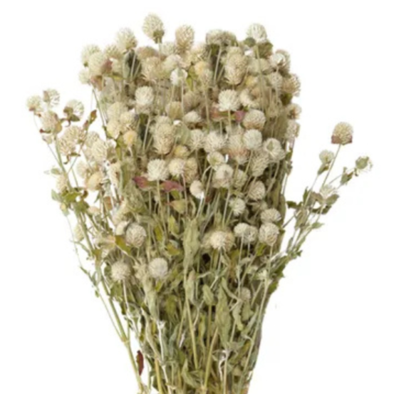 Dried Globe Flowers
