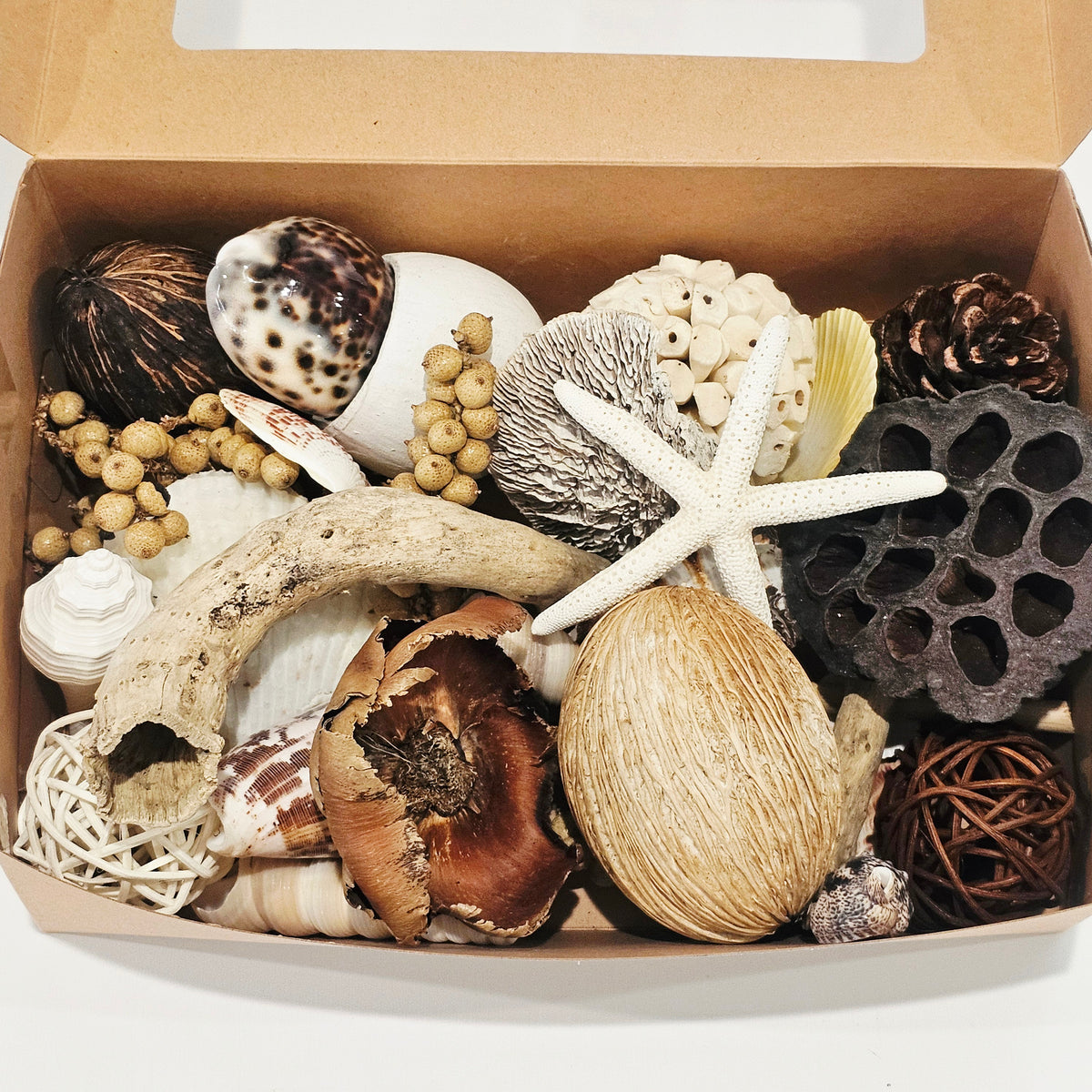 Dried Organic Botanical Pack for coastal home decor, Boho styling, and natural interior accents