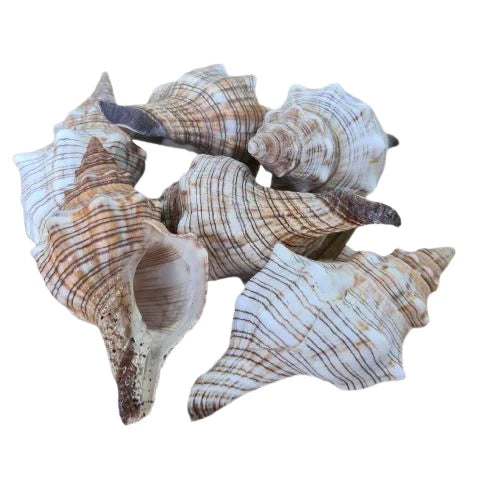 Fasc Trapezium Natural Sea Shell
