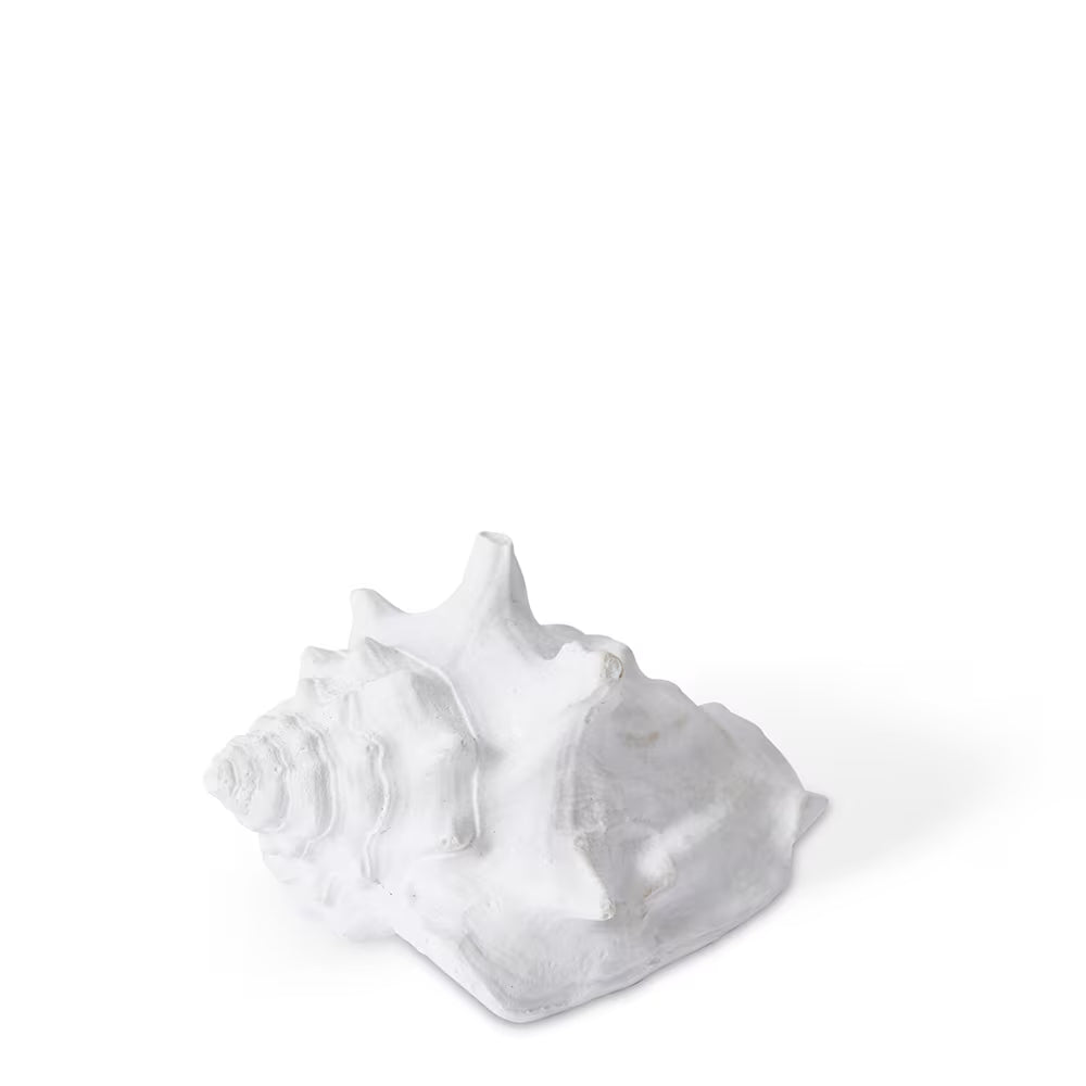White Fighting Conch Shell