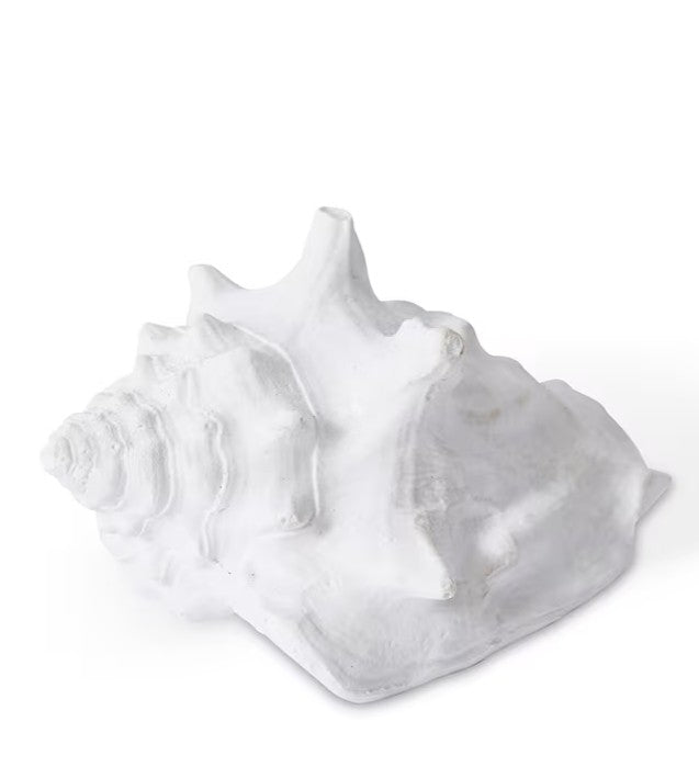 White Fighting Conch Shell