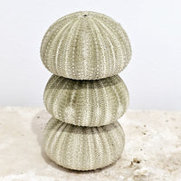 Sea Urchins | Green