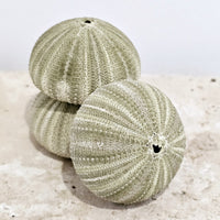 Sea Urchins | Green