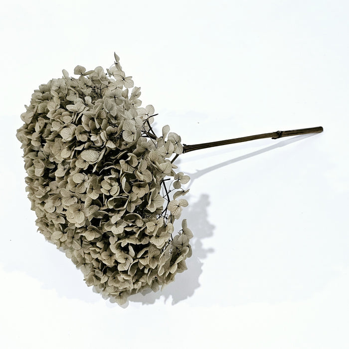 Preserved Hydrangea | Mocha
