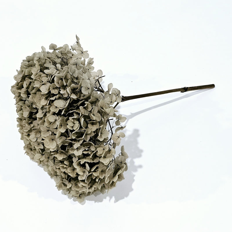 Preserved Hydrangea | Mocha