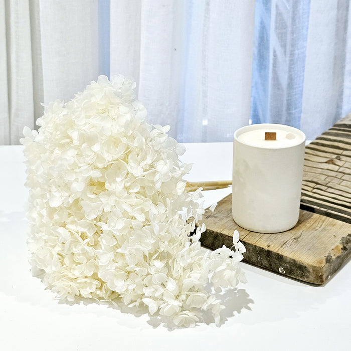 Preserved Hydrangea | Vanilla